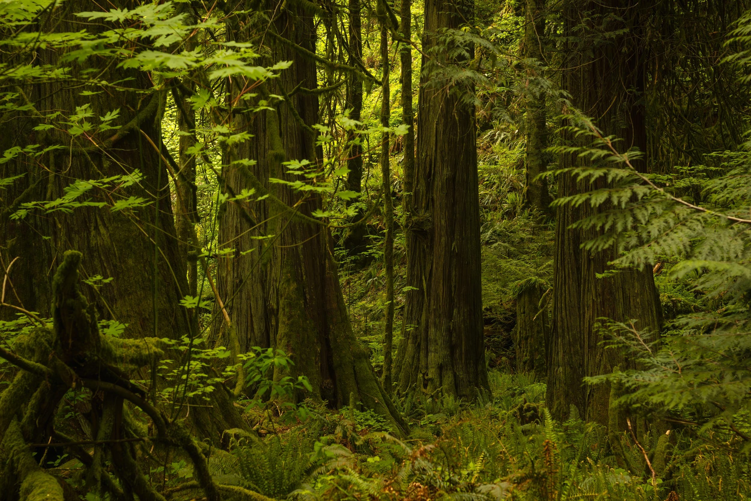 Ancient forest with moss-covered cedar—our inspiration and material