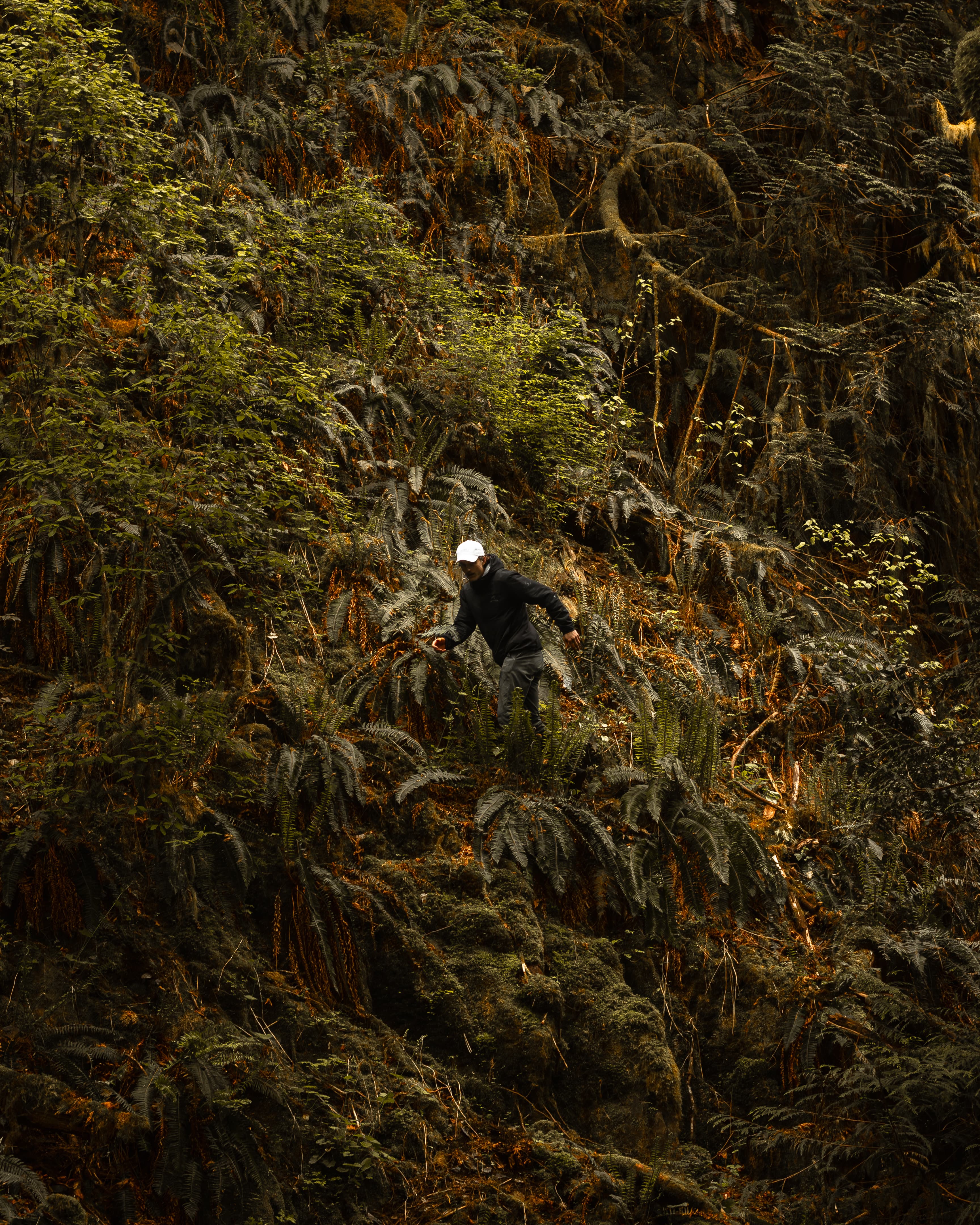 Misty forest hillside inspiring the collection palette